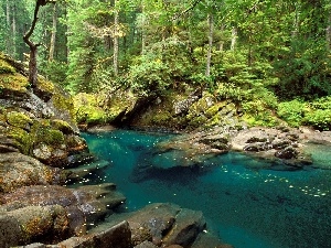 coastal, brook, Green, Stones, forest