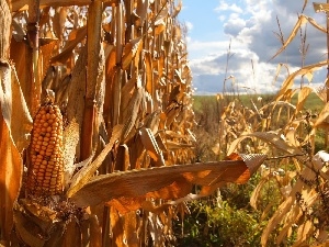 corn-cob, Field