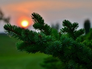 Christmas, cobweb, twig