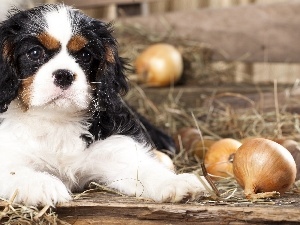 Puppy, Cocker, dog