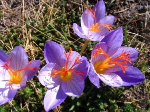 colchicums, Flowers