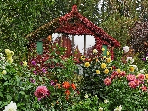 Colombia, Flowers, cottage, Garden