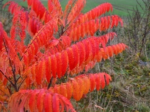 color, Leaf, Acetic Sumac