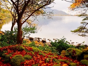 autumn, color, Stones, River, Leaf, Mountains, woods