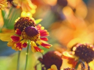 color, Colourfull Flowers, Helenium