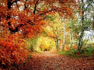 color, trees, viewes, autumn, Leaf, alley