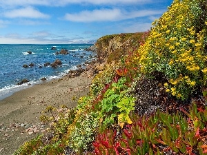 color, coast, sea, Plants, craggy