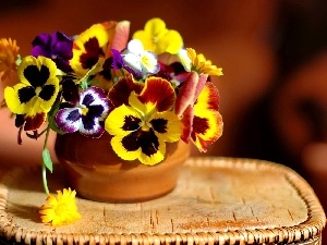 Colorful, pansies, small bunch