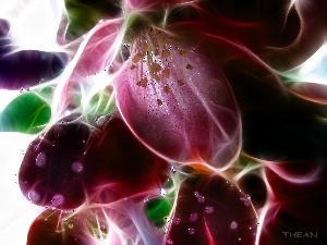 Flowers, colors, Fractalius