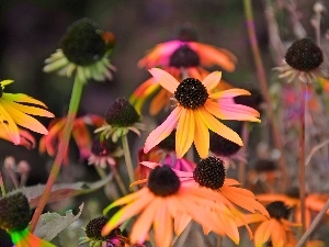 colors, Rudbeckia