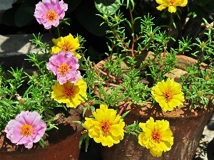 Coloured, Purslane Grandiflora, Flowers