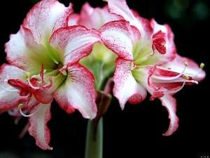 Colourfull Flowers, amaryllis, Beatyfull