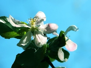 apple, Colourfull Flowers