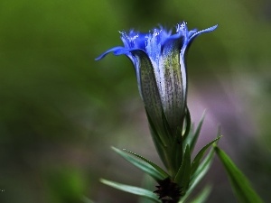 Colourfull Flowers, Gentian, blue