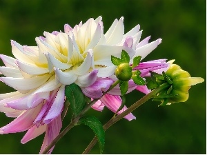 Colourfull Flowers, bud, Dalia