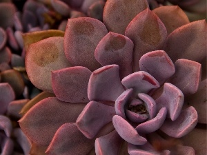 Cactus, Colourfull Flowers