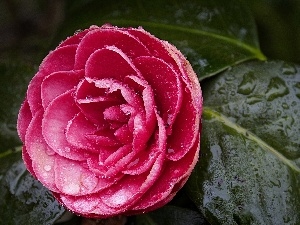 camellia, Colourfull Flowers