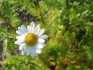 Colourfull Flowers, chamomile, sunny