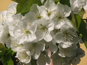 cherries, Colourfull Flowers