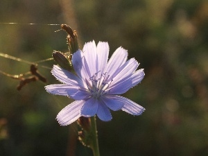 Colourfull Flowers, chicory, Violet