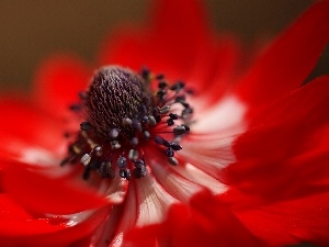 Colourfull Flowers, Close, anemone