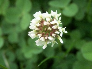 clover, Colourfull Flowers