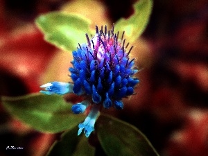 Colourfull Flowers, clover, color