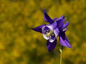 columbine, Colourfull Flowers