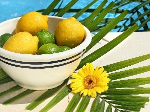 Colourfull Flowers, bowl, lemons, composition, limes