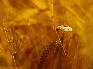 Colourfull Flowers, corn, chamomile