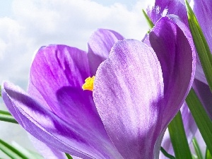 crocus, Colourfull Flowers