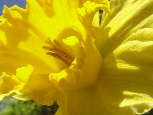 daffodil, Colourfull Flowers