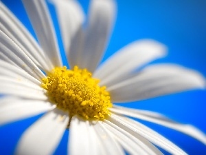 Daisy, Colourfull Flowers