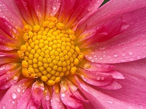 Dalia, Colourfull Flowers