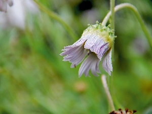 Colourfull Flowers, dew, Arktotis