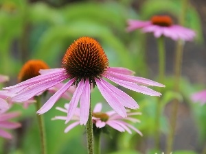 echinacea, Colourfull Flowers