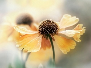 Colourfull Flowers, echinacea, Yellow