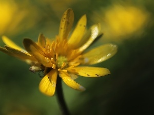 Colourfull Flowers, Yellow, fig buttercup