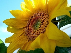 flakes, Colourfull Flowers