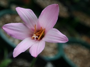 Colourfull Flowers