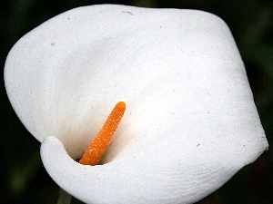 White, Kalia, Colourfull Flowers