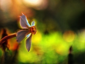 Colourfull Flowers, Fractalius, narcissus