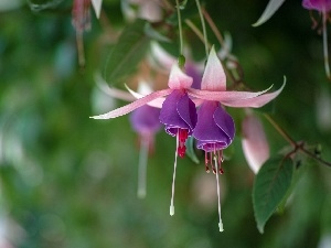 fuchsia, Colourfull Flowers