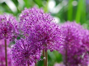 garlic, Colourfull Flowers