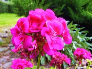 geranium, Colourfull Flowers