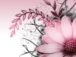 Colourfull Flowers, Gerbera, Pink