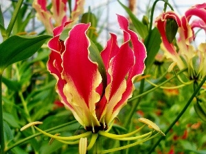 Gloriosa, Colourfull Flowers