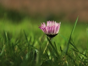 Colourfull Flowers, grass, daisy