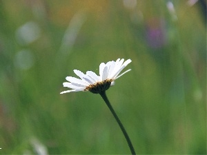 Colourfull Flowers, green, Daisy