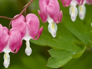 hearts, Colourfull Flowers